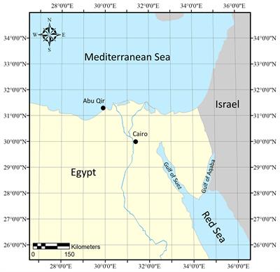 A new species of Phymatolithon Foslie, P. abuqirensis (Hapalidiaceae, Hapalidiales), from Mediterranean Egypt